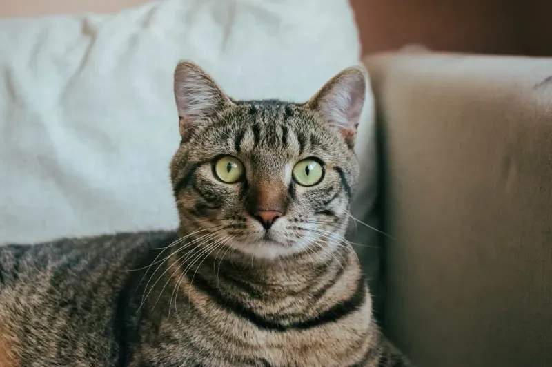 ねこみらいキャットサポート株式会社
