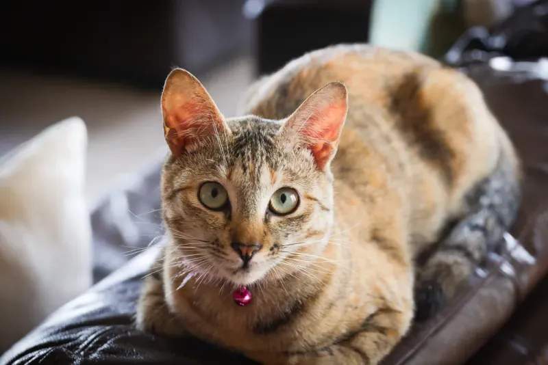 ねこみらいキャットサポート株式会社