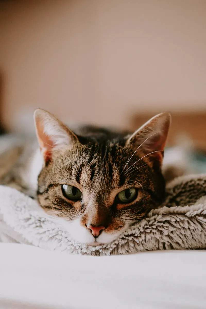 春の換毛期に見直したい、猫のブラッシング習慣
