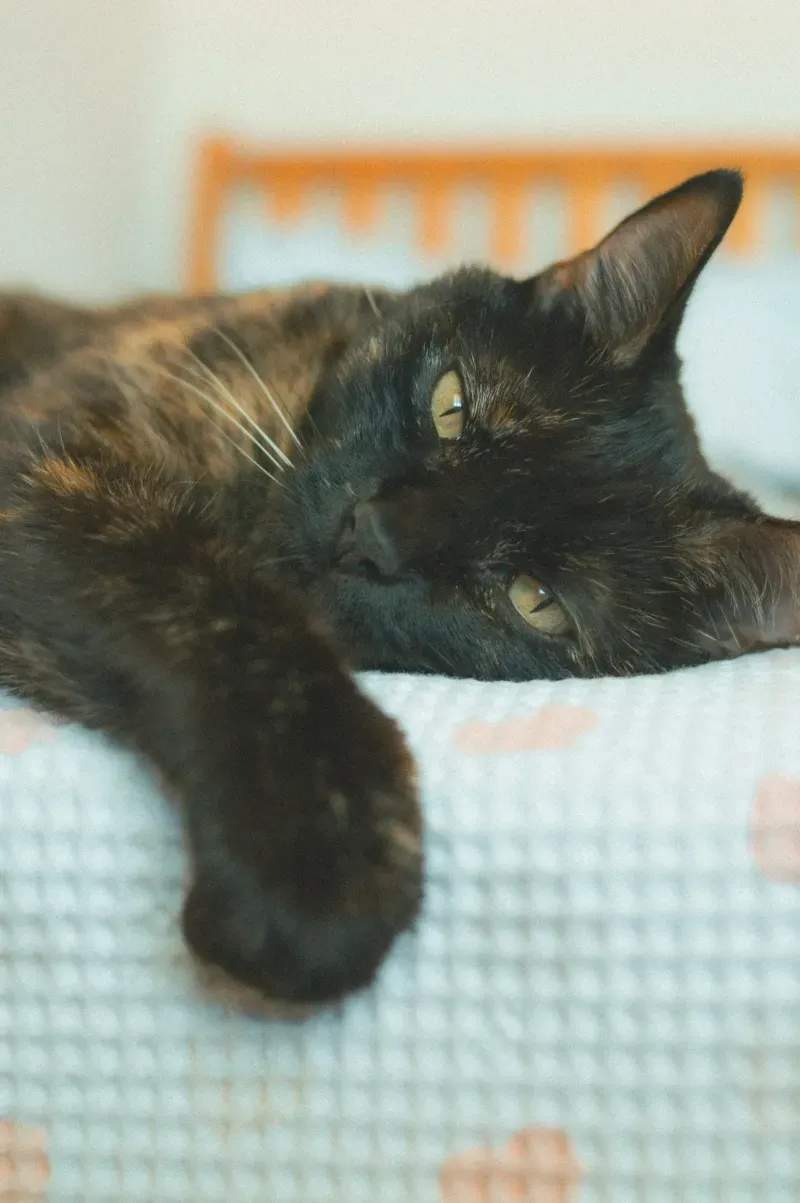 ねこみらいキャットサポート株式会社 1