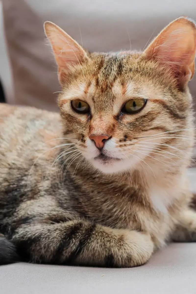 ねこみらいキャットサポート株式会社 10