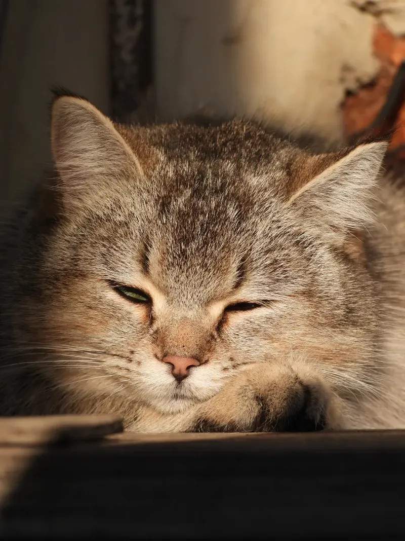 ねこみらいキャットサポート株式会社 14
