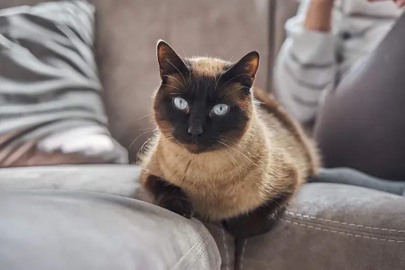 ねこみらいキャットサポート株式会社 5