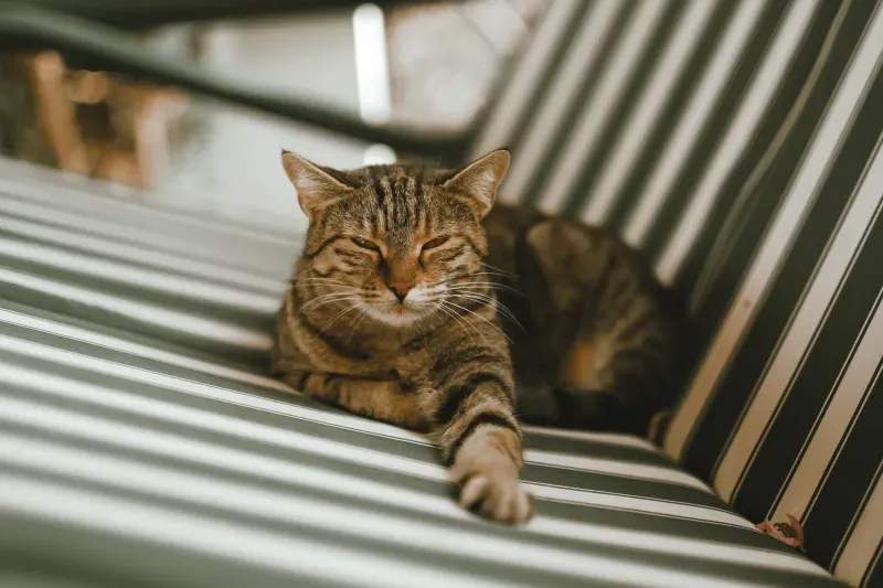ねこみらいキャットサポート株式会社 6