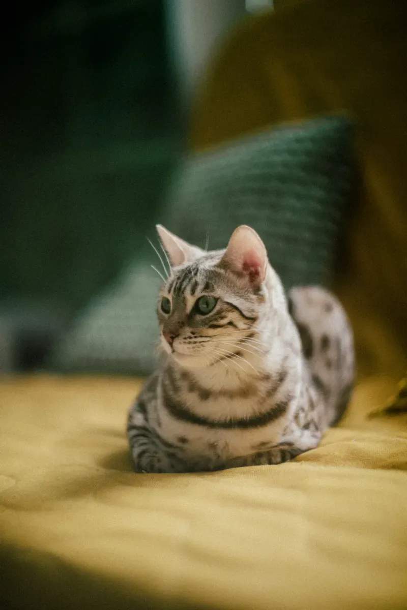 ねこみらいキャットサポート株式会社 8