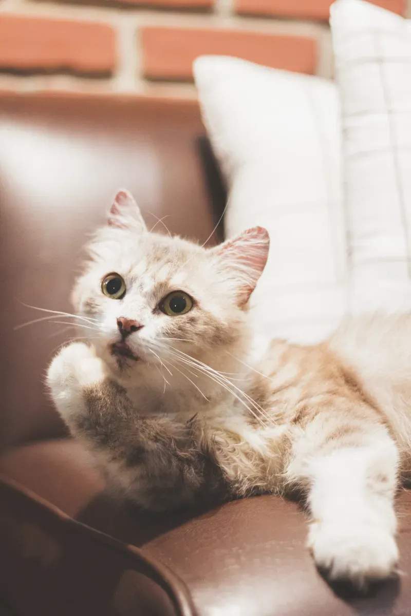 ねこみらいキャットサポート株式会社