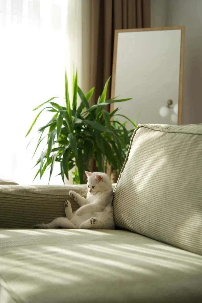 ねこみらいキャットサポート株式会社