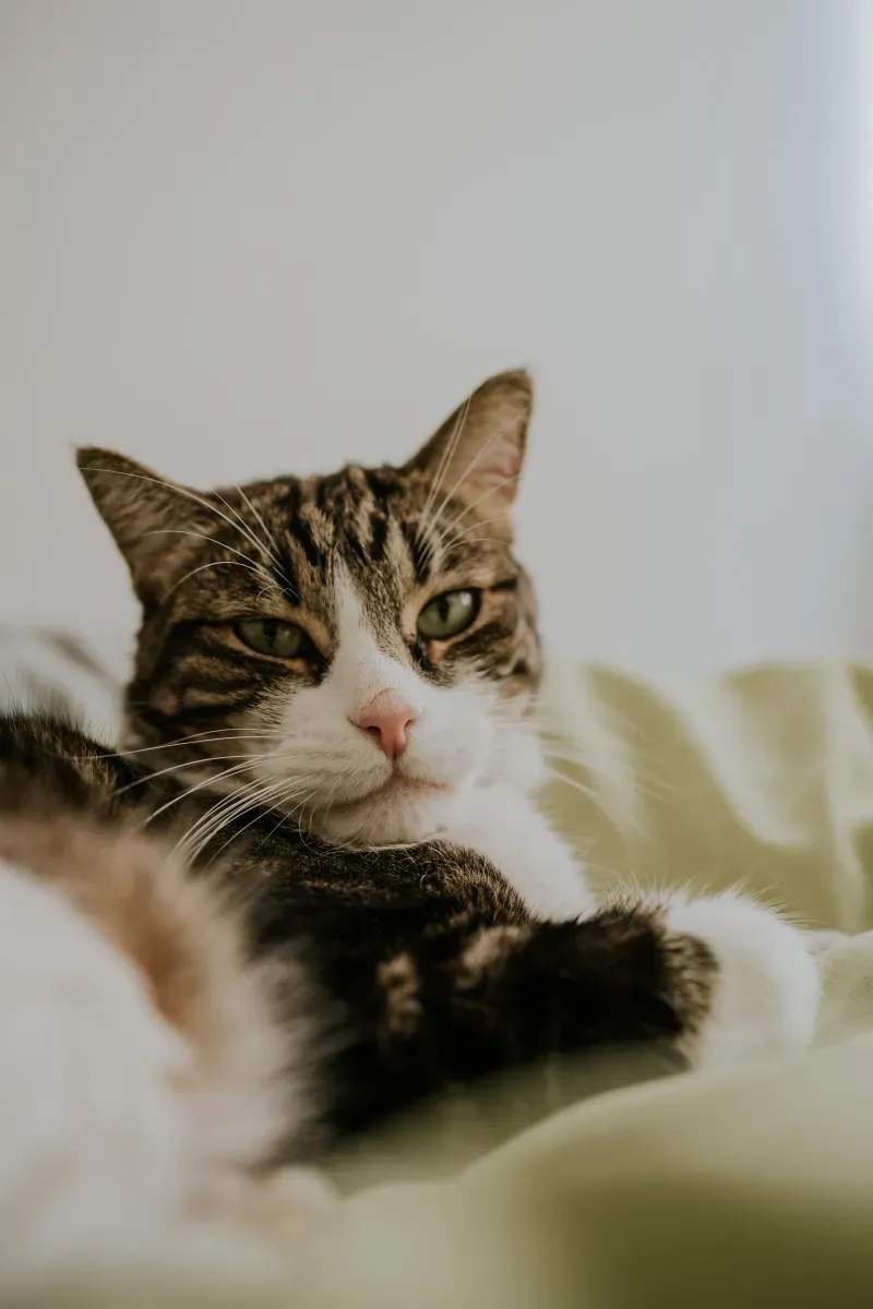 猫の訪問ケア・見守りサービス