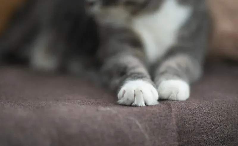 キャットシッター派遣